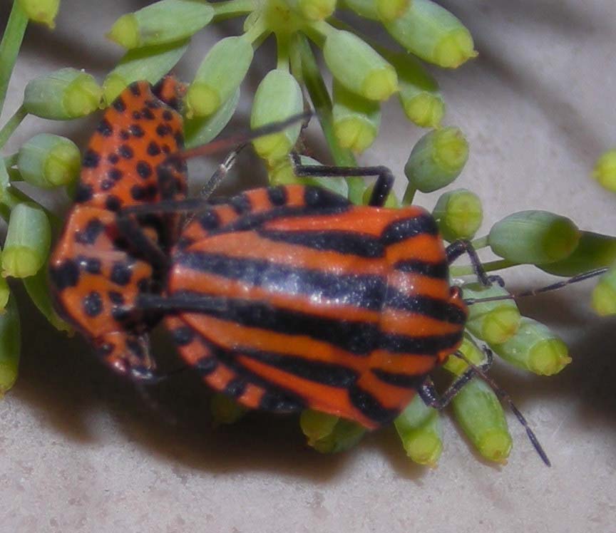 Graphosoma lineatum italicum